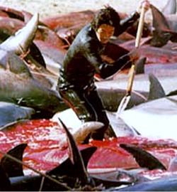 dolphin_slaughter_250270a