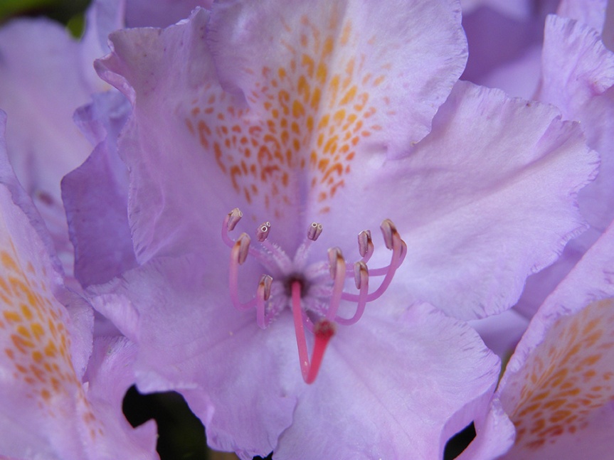 rhododendron 2