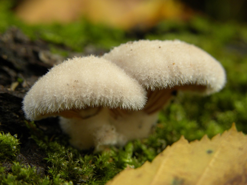 fuzzy mushrooms
