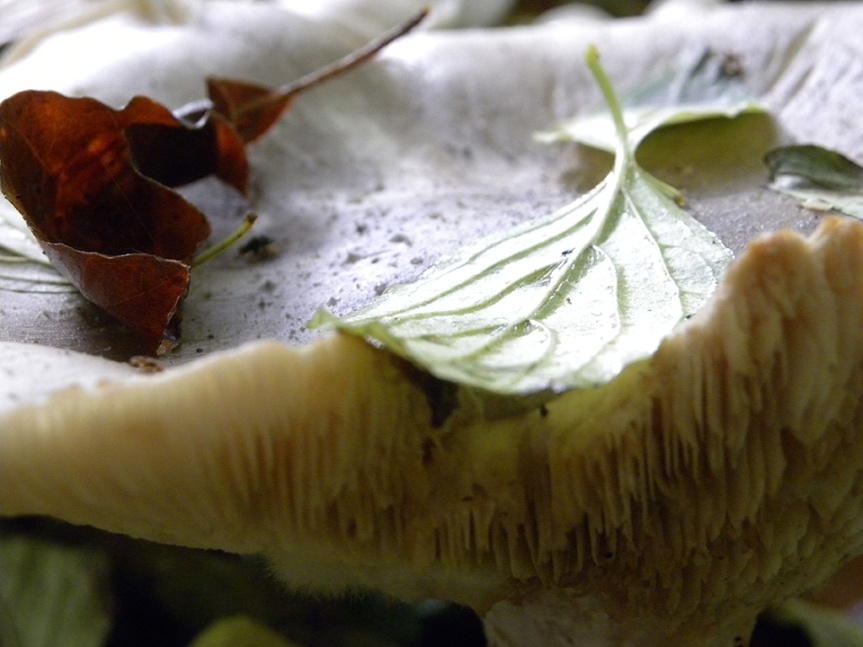 white mushroom above