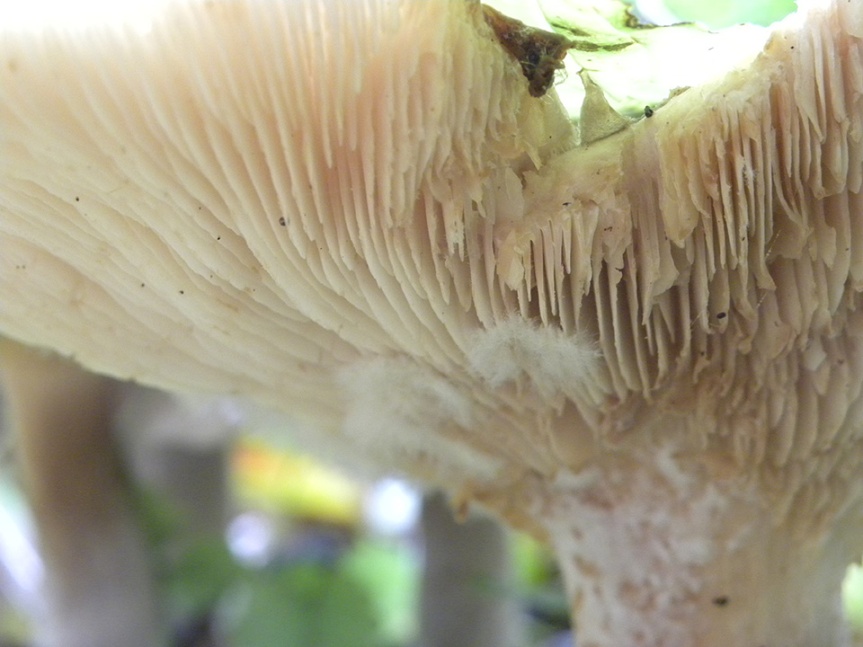 white mushroom underneath