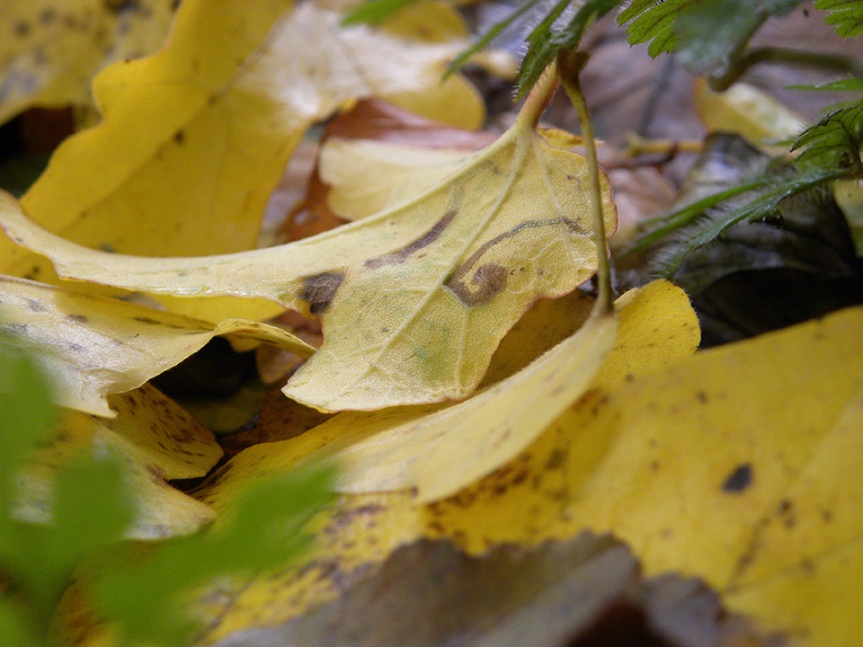yellow leaf pile